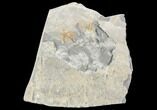 Two Ordovician Brittle Stars (Ophiura) - Morocco #118694-1